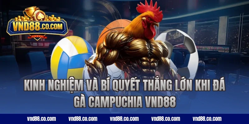 Kinh nghiệm và bí quyết thắng lớn khi đá gà Campuchia VND88